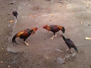 25K views · 43 shares | The final battle of the chicken | Animals Funny | Facebook
