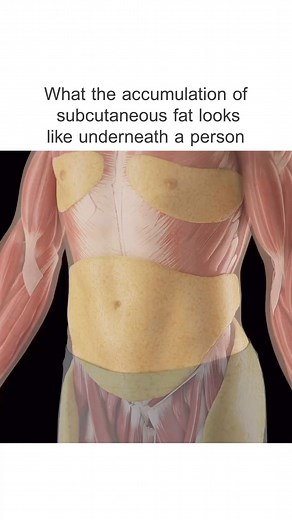 How dangerous is visceral fat to your health?Visceral fat, also known as toxic fat, poses significant dangers to your health. This type of body fat, located deep within the abdominal cavity surrounding vital organs like the stomach, liver, and intestines, is more harmful than subcutaneous fat found just beneath the skin. Excessive accumulation of visceral fat can lead to serious health issues such as diabetes, heart disease, stroke, and more.Health Risks Associated with Visceral Fat:Having visce
