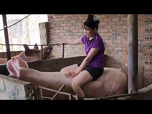 Selling piglets paired with pigs to prepare for new litters /‪@ThoaRurallife‬ #103