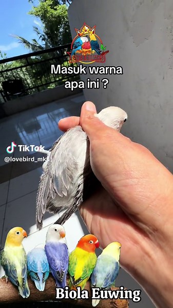Lovebird Biola Euwing: Apa Warna Ini?