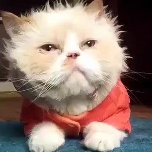 Chat Michael Jackson | Last Video