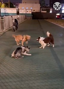 4.9K views · 17 reactions | A Husky, a border collie, and a Golden Retriever play together! | Earth Wonders | Facebook