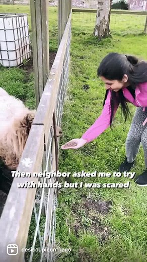Sheep from Dutch neighborhood 🐑 | Desi Couple On The Go