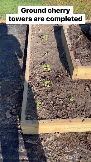 Ground cherry towers have been completed. My husband did an amazing job building and filling these towers #danielfamilygarden #GrowYourOwnFood #plantsmakepeoplehappy #gardening #growyourown #gardening #plantlife #garden #plantsofinstagram | Daniel Family Garden