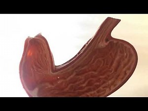 CCC Online Biology Lab - stomach model, labeled and unlabeled