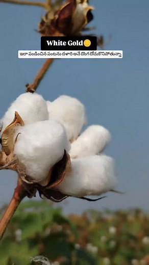 2.4K views · 242 reactions | White Gold滋 #agriculture #viral #india #telangana #hyderabad #hydreels #nalgonda #vizag #vijayawada #andra #andrapradesh #telugu #reelsinstagram #reels #warangal #siddipet #khammam #yadagiri #wanaparthy #rangareddy#tirupati #time | Farmer bharath | Facebook