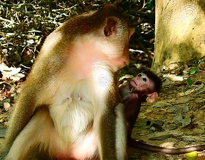 3K views · 336 reactions | Oh! Wow! Haha! The monkey made a funny face at her baby. She's so funny. | Monkey Mono | Facebook