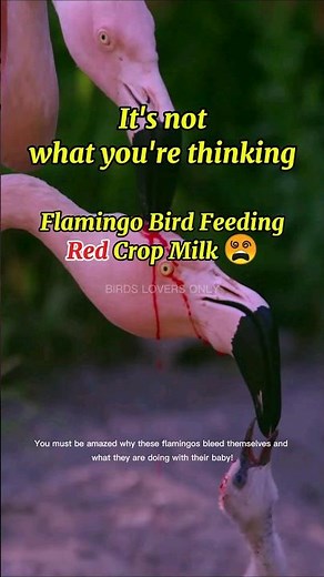 Flamingo Bird Feeding Red Crop Milk To Baby