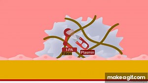 Clot Retraction & Fibrinolysis on Make a GIF