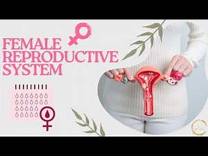 FEMALE REPRODUCTIVE SYSTEM | AYOLLAR REPRODUKTIV SISTEMASI