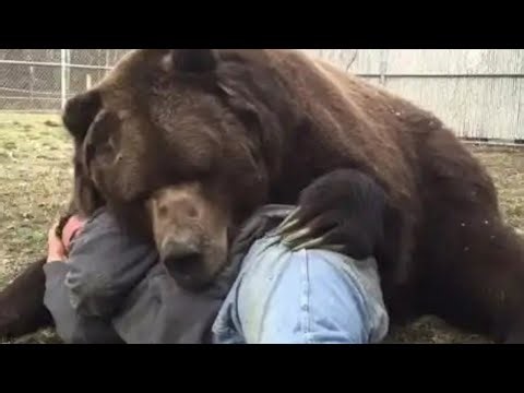 Mama Bear Grabs Man After He Saves Her Cubs
