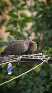Mirmengjesi miq. Spiro Roko 🎤 DY PELLUMBA🕊🕊 | Muzikantët Shqiptarë