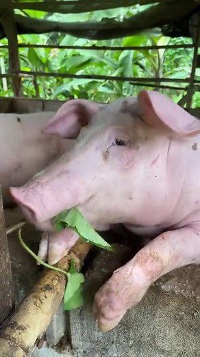 Feeding natural food hungry piglets #feeding #natural #food #hungry #piglets #nature #beauty #foodie #pig #love #wildlife #pigs #animals #instagood #pigsofinstagram #homeless #photography #yummy #minipig #animal #beautiful #photooftheday #delicious #piggy #nonprofit #organic #travel #instafood #piglet #lessfortunate | Pig Videos