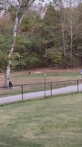 We’re gonna need a bigger goat pen here at the house! 😂😂😂 | Clent Davis