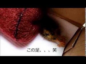 ぐうたらスーパーうずら雛