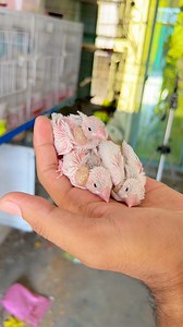 30K views · 1.3K reactions | Java finch k chicks bary ho gye朗 | Birds Lover | Facebook