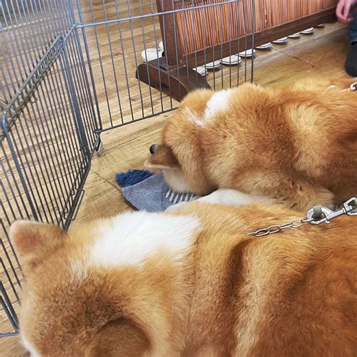 The Akita dog gained fame as 'Hachiko.' Meet them at various...