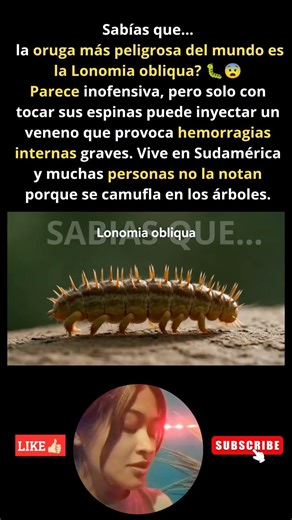 sabías que... #oruga #viral #fyp #shorts #shortvideo