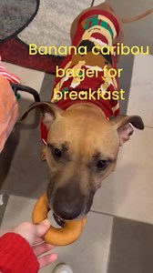 5.5K views · 85 reactions | Hetty's Secret Santa Adventure!...