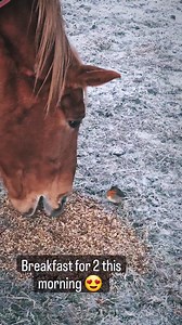 13K views · 406 reactions | 殺殺 | Moorhill Stables | Facebook