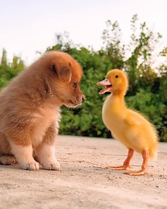 These two are the cutest friends 💗 | PittBulls