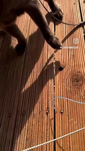 Yard walkies - a bit of gate climbing, play time with some whipper snipper cord he found, bit of bird watching. #thekirbinator #cats #catwalking #burmese #burmesecats #brownburmese #furkids #sableburmese #burmesecatsofaustralia #gato #neko | Furkids and food