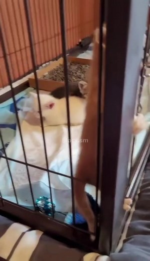 Funny Cat Voiceover Meme