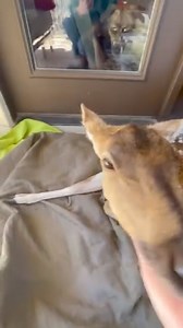 134K views · 2.1K reactions | Rumble on Reels | Facebook