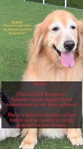 Please help and share Owner contact 87156601 | Pawfessional | Facebook