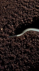 Footage of a very unique and beautiful looking Black-headed Python (Aspidites melanocephalus) that myself and a mate located in the Pilbara region last night!!! This unbanded and pale form BHP really made our night! It’s a beautiful landscape out here and it’s very rewarding to see an animal as gorgeous as this out in the wild adding to the beauty of this landscape! What an absolute bloody beauty! 👌👌👌💚🖤💚 #snakesrule ..Credit to Daniel Bromley for the footage 📸.. | Mick Fullerton Wildlife