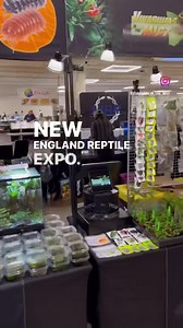 Today is the BIG New England Reptile Expo in Manchester, NH. | Vivariums In The Mist | Facebook