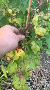 2.4K views · 53 reactions | Row 14 of the main garden | How Does Your Garden Grow? | Facebook