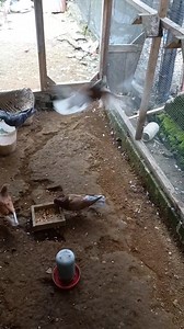 42K views · 159 reactions | Cabut Telur Merpati Babuan | Merpati Kolong Indonesia | Facebook