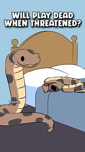 The hognose snake will play dead when threatened 😲🐍 | Natural Habitat Shorts