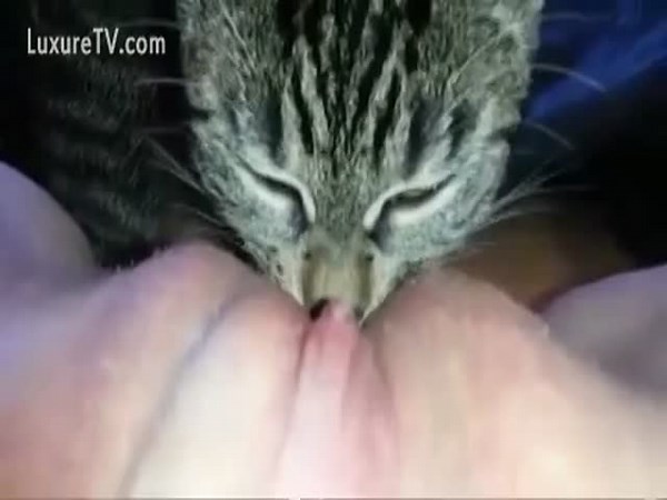 Chubby slut lets her precious little kitty cat lick her tasty looking snatch - Zoophilia Cat and Pussy