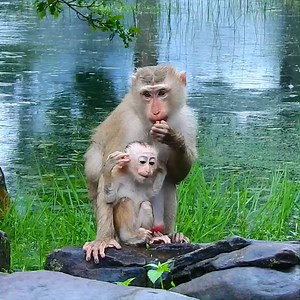 21 reactions · 5 comments | Lauy monkey & Luna bring babies Lexi & Luno to find food under shower rain #reelsvideoシ #reelsviral #cute #animals #babymonkey #nature #wildlife | Monkey Soo | Facebook