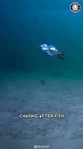 Today's creature on feature: The Puffin 🐧 Puffins are any of three species of small alcids in the bird genus Fratercula. These are pelagic seabirds that feed primarily by diving in the water. They breed in large colonies on coastal cliffs or offshore islands, nesting in crevices among rocks or in burrows in the soil. The main predators of puffins are other birds and humans, since other mammals cannot normally gain access to the isolated breeding colonies. The Great Black-backed Gull is an impor