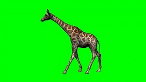Giraffe Walking Green Screen Stock Footage Video (100% Royalty-free) 6418730 | Shutterstock