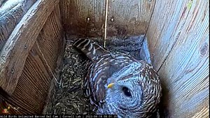 We're still waiting to see if the Barred Owl nest box will feature at least one downy owlet this nesting season! The female laid her first egg back on March 11 but left it unattended until she laid a second egg on March 16. Now at 39 days old, the first egg is past the typical hatching window (28–33 days) and possibly inviable. We're holding out hope that the second egg (now at 34 days of incubation) will hatch sometime in the next 24–48 hours. The latest egg to hatch at this site was 34 days ol