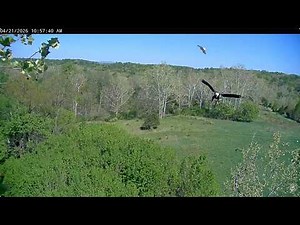 April 21, 2026 - Adult Intruder Bella & Scout Protect Eaglets Scout Chases Intruder NCTC Bald Eagles