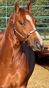 7.9K views · 297 reactions | Yearling Cutting filly consigned to the NCHA Futurity Sale in Fort Worth December 5, 2025. Hip #7093 2024 Sorrel Filly QS SHESASMART KITTY Sire: DUAL SMART REY Dam: AUTUMN KITTY by High Brow Cat Catalog page in comments below  #fqsr #ncha #nchacutting #cuttingyearling | Fulton Quien Sabe Ranch | Facebook