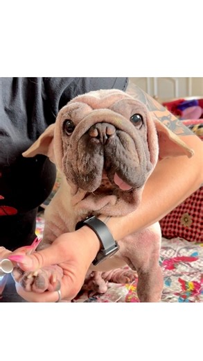 Yes, Mork gets his nails done. Every 3 weeks. No, they don’t look any different. That’s why I call them Chicken Feet! 😋❤️ #yeahecutebutcuthisnails #tellyourmumtocuthisnails #didimentionhisnails | morkskywalker