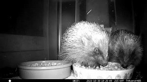 It's #WildlifeWednesday and we want to know what you like best about native wild #hedgehogs! 🦔 Is it their dexterous noses used for foraging insects? The strange huffing sounds they make? Their ability to roll into a tight, spiny ball at the first sign of danger? Comment below! 🎥 Mandy Fos | British Hedgehog Preservation Society