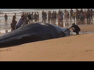 A whale washed up near Lisbon