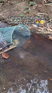 44K views · 307 reactions | Catching fish in the stream. Sayang pumasok na lumabas pa ulit. Hahaha #aquascapingnegros | Aquascaping Negros | Facebook