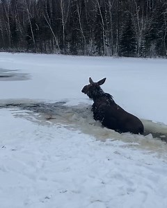 Men did everything possible to save a moose in need! 🦌❄️ | Animal Lovers