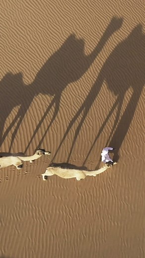Explore the scenic route through the largest sand desert of Rub’ al Khali, courtesy of the Bedouins’ most trusted and loyal companions 🐫​ ​ #AnantaraQasrAlSarab #AnantaraJourneys #AbuDhabi #VisitAbuDhabi #Adventure #LuxuryTravel #CamelTrekking #CamelsofUAE | Qasr Al Sarab Desert Resort by Anantara