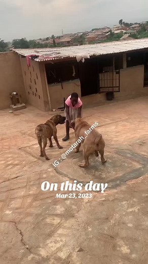 Celebrating Boerboels: The Largest Dog Breed