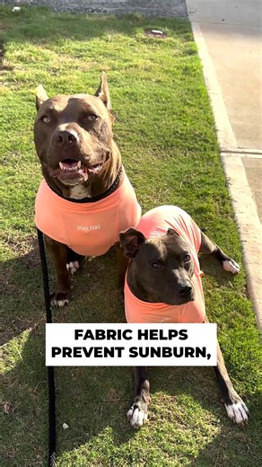 Is your dog sensitive to the sun? Our Sunblock T-Shirt blocks 97% of harmful UV rays! Avoid skin issues and keep your dog clean with this lightweight, breathable tee! | Spark Paws