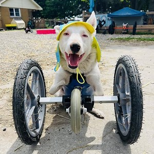Pup was dumped outside because of disability! 🥺 | The Koala